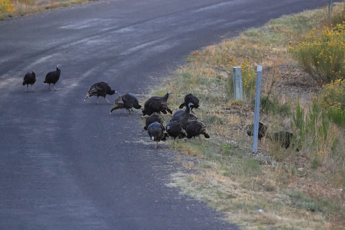 Wild Turkey - ML646603818