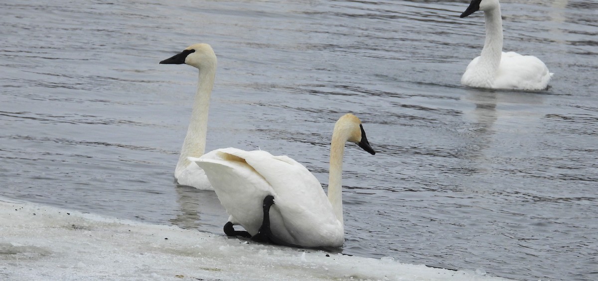 Trumpeter Swan - ML646603819