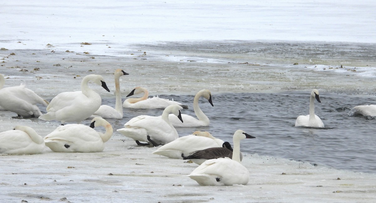 Trumpeter Swan - ML646603820