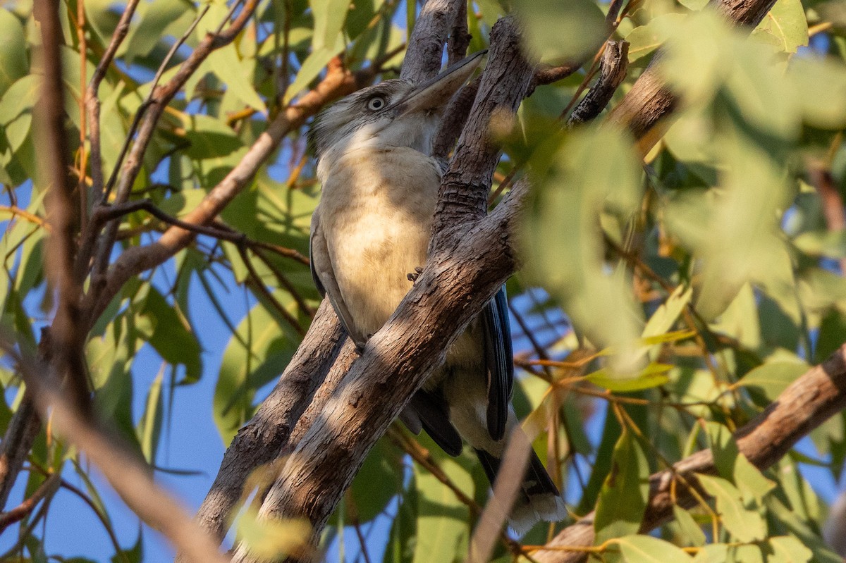 Blue-winged Kookaburra - ML646603826