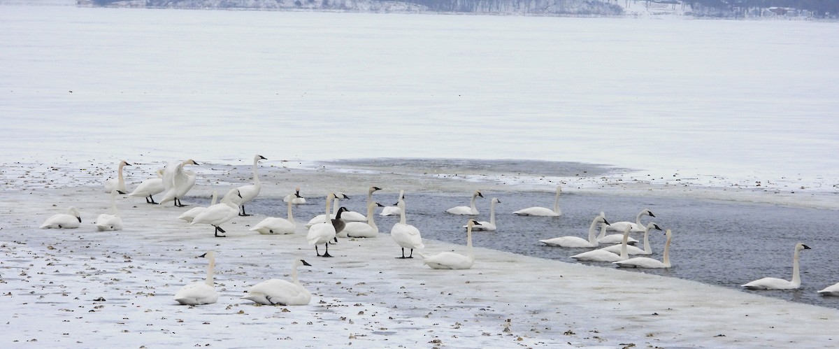 Trumpeter Swan - ML646603828