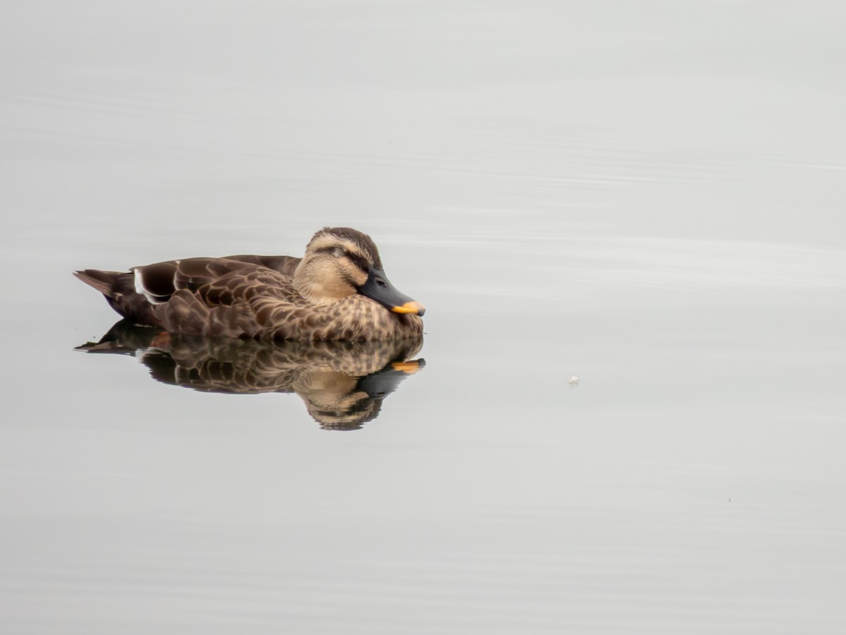 Eastern Spot-billed Duck - ML646603829