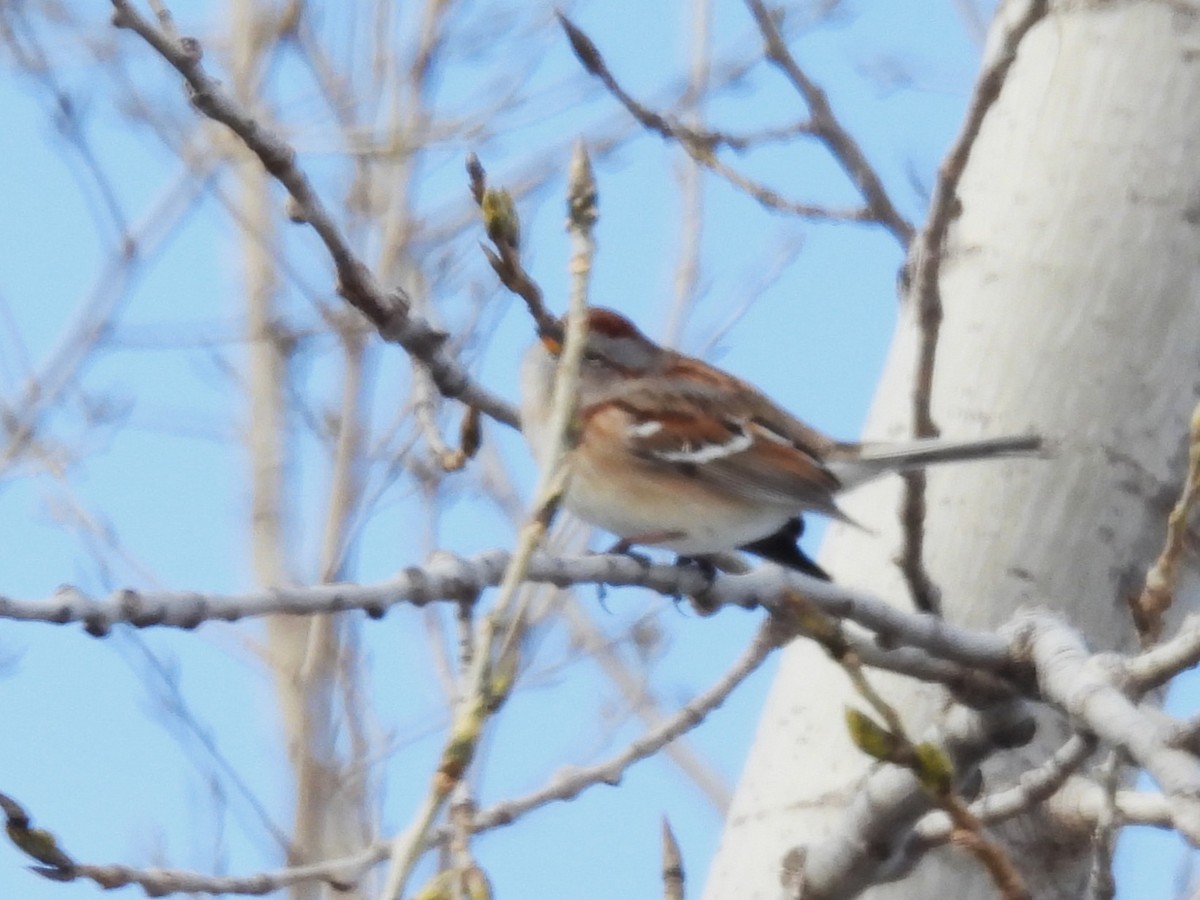 Пасовник північний - ML646603830