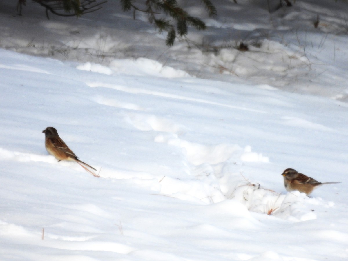 Пасовник північний - ML646603831