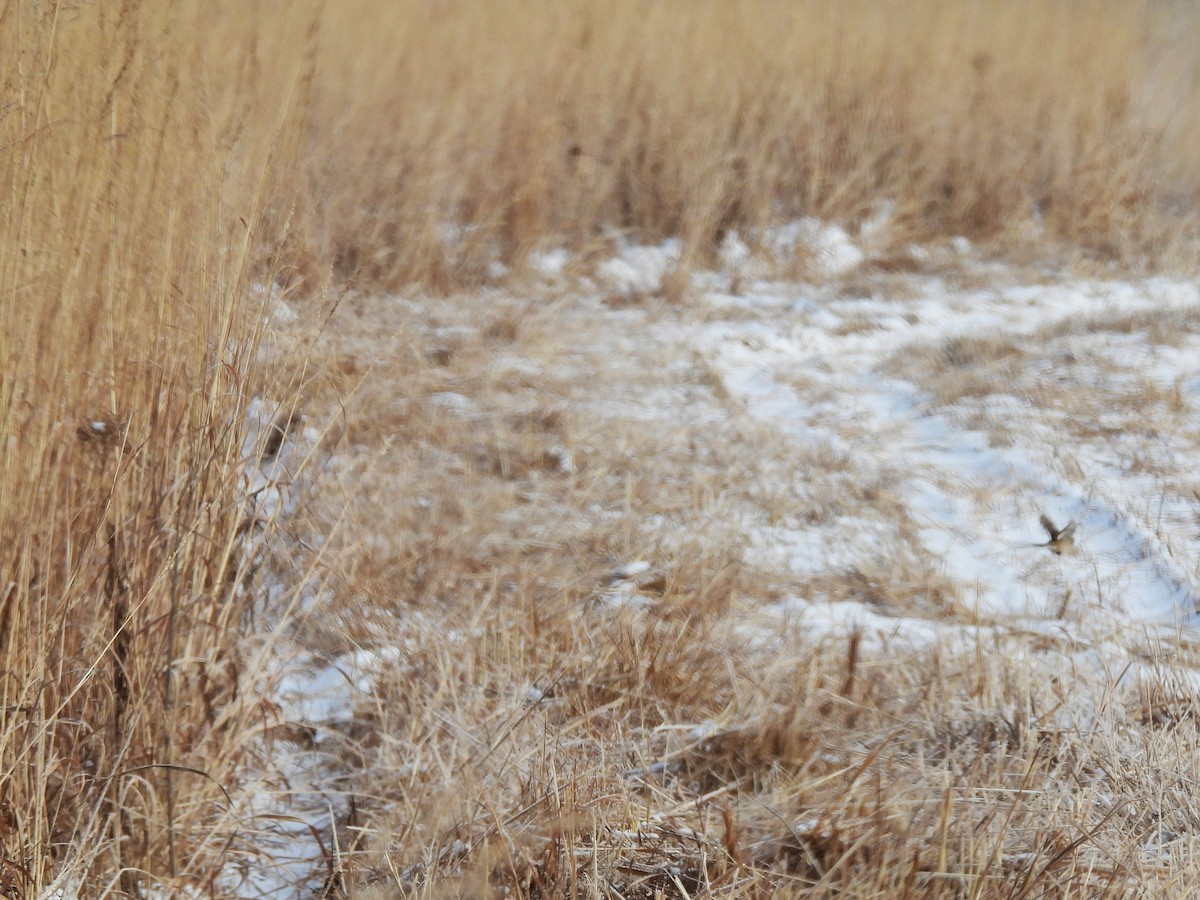 Пасовник північний - ML646603832