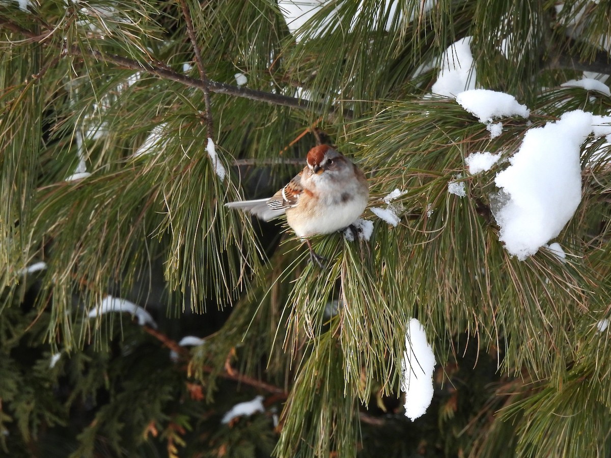 Пасовник північний - ML646603833