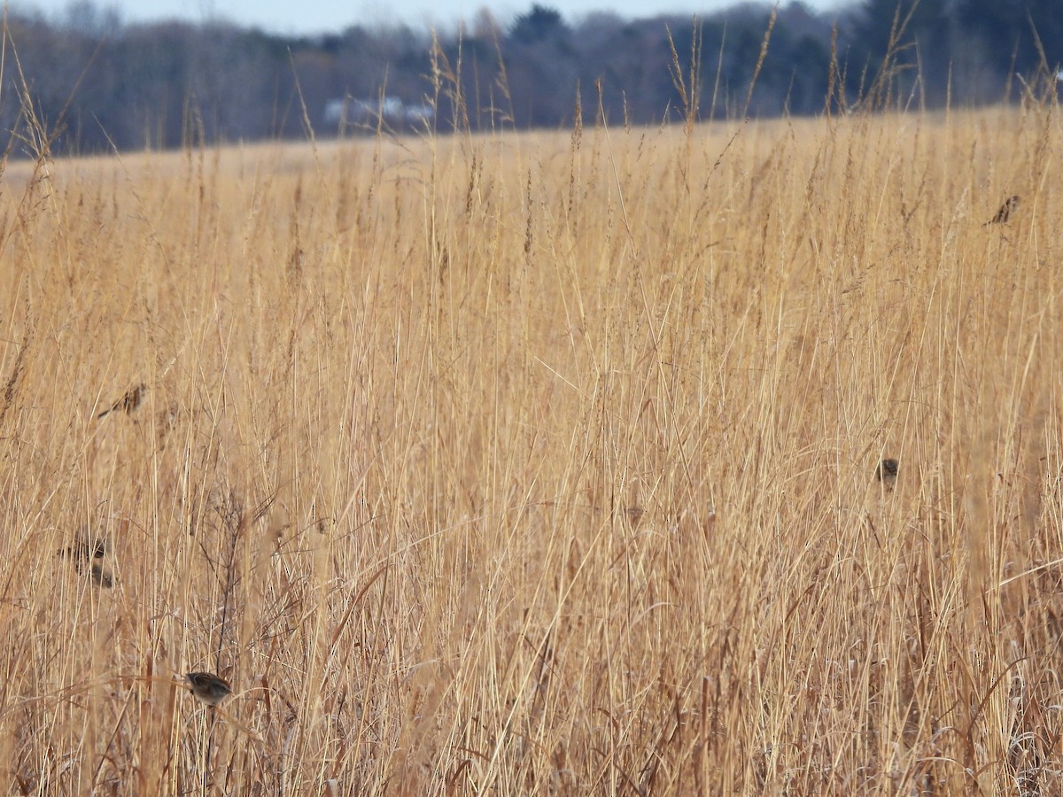 Пасовник північний - ML646603834