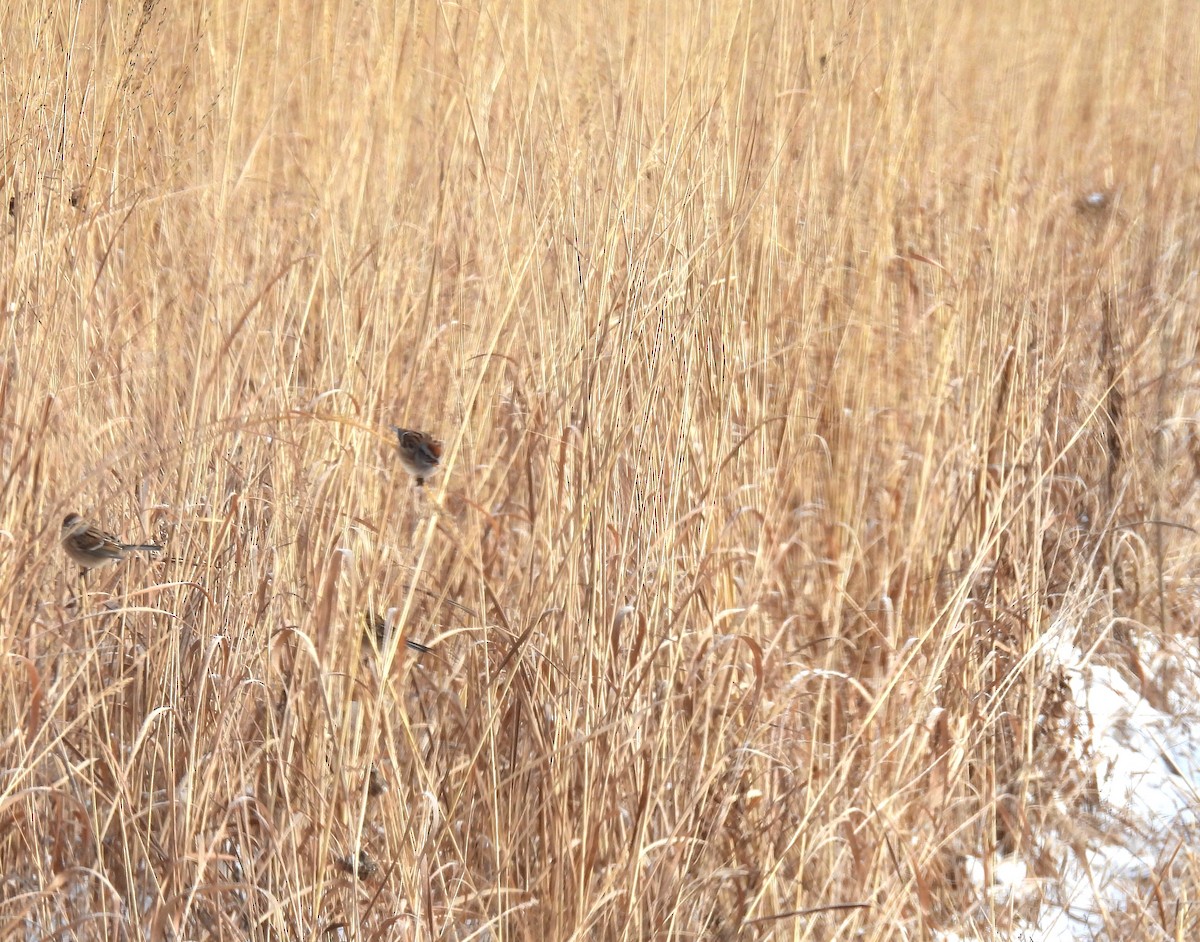 Пасовник північний - ML646603835