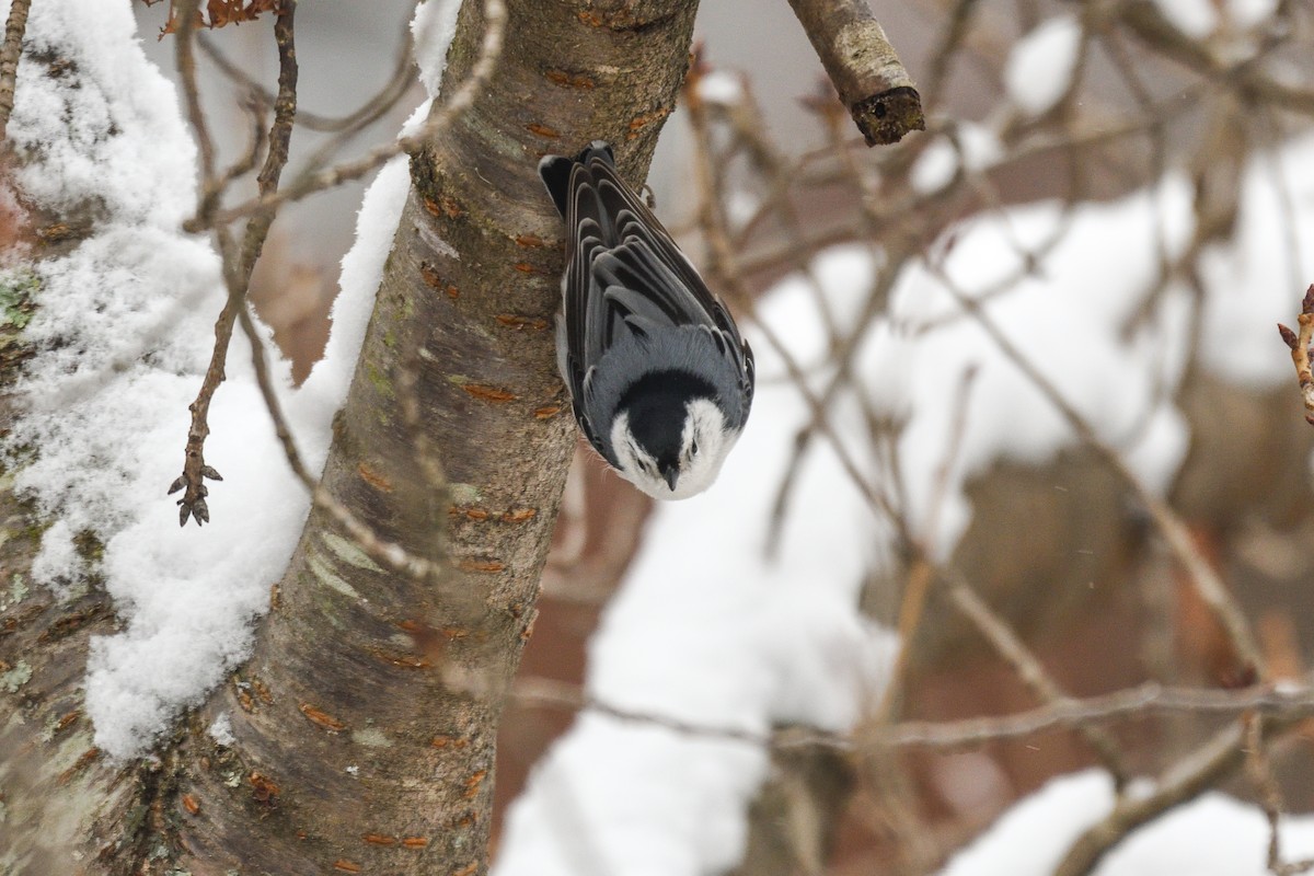 White-breasted Nuthatch - ML646603837