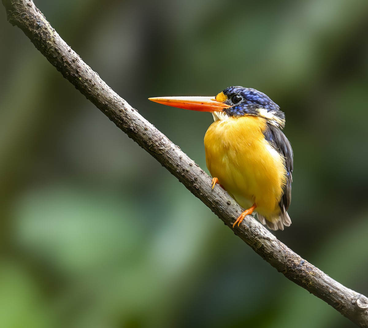 Moluccan Dwarf-Kingfisher (North Moluccan) - ML646603838