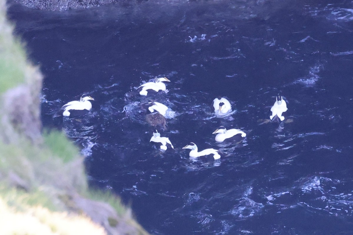 אדרית שחורת-כיפה - ML646603839