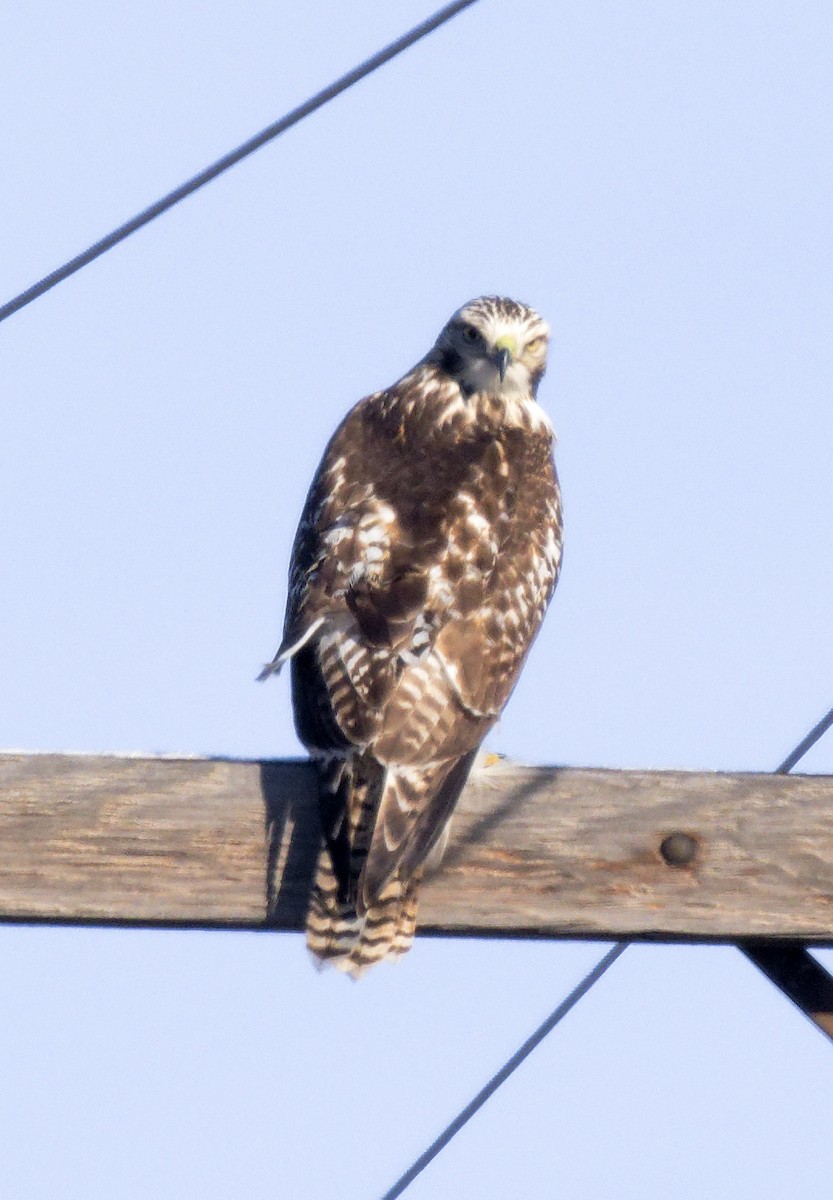 Red-tailed Hawk (borealis) - ML646603840