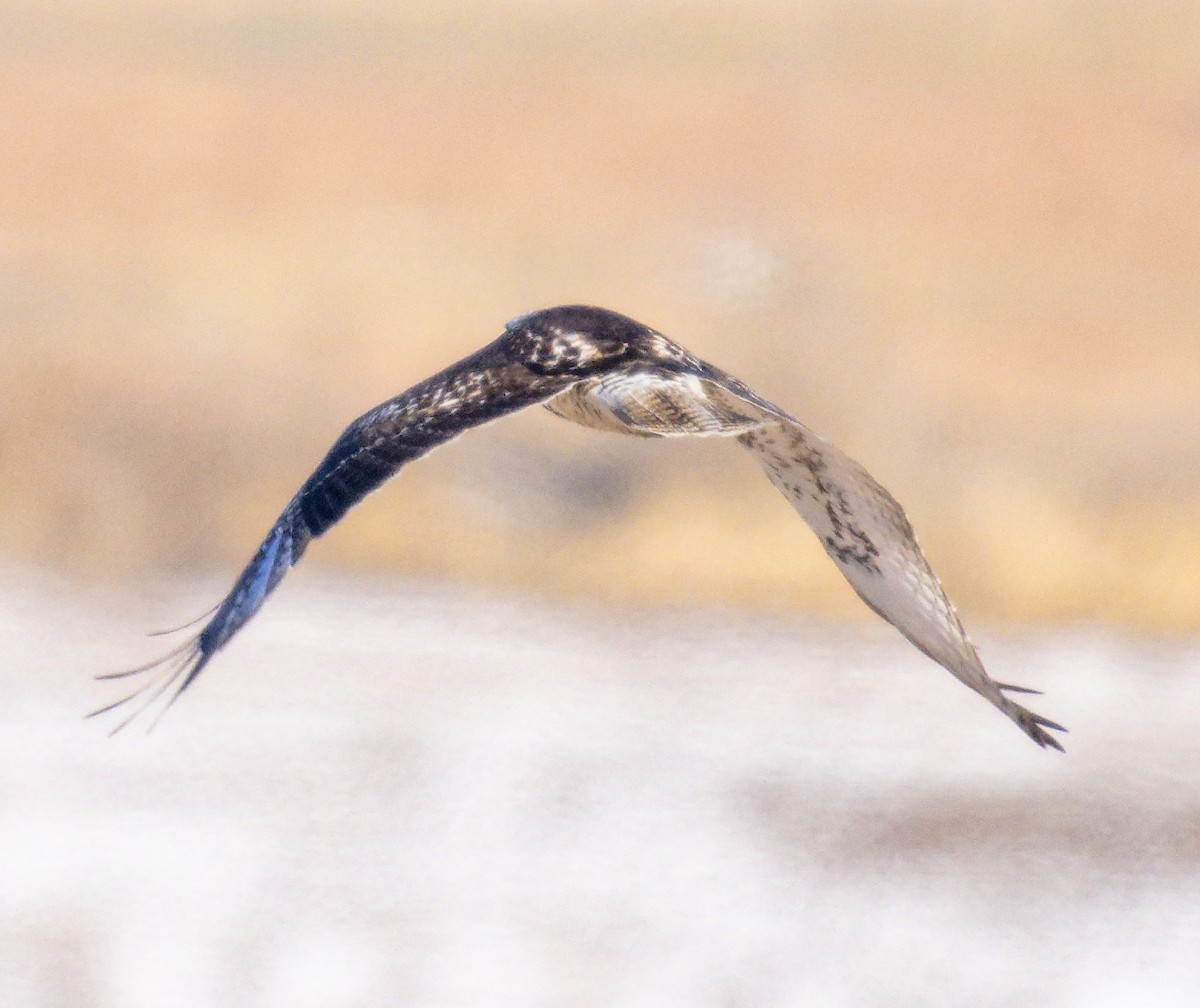 Red-tailed Hawk (borealis) - ML646603841