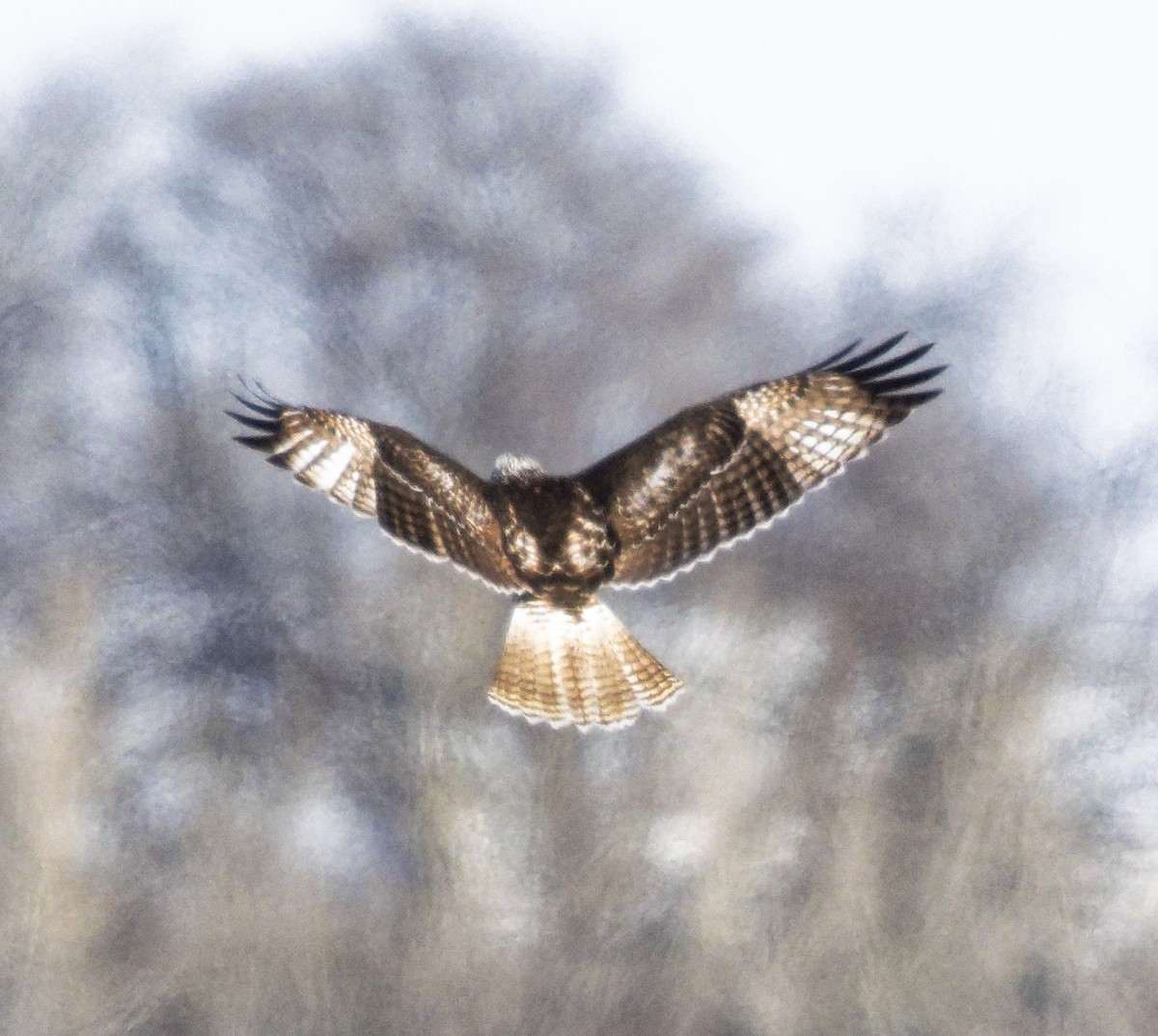 Red-tailed Hawk (borealis) - ML646603842