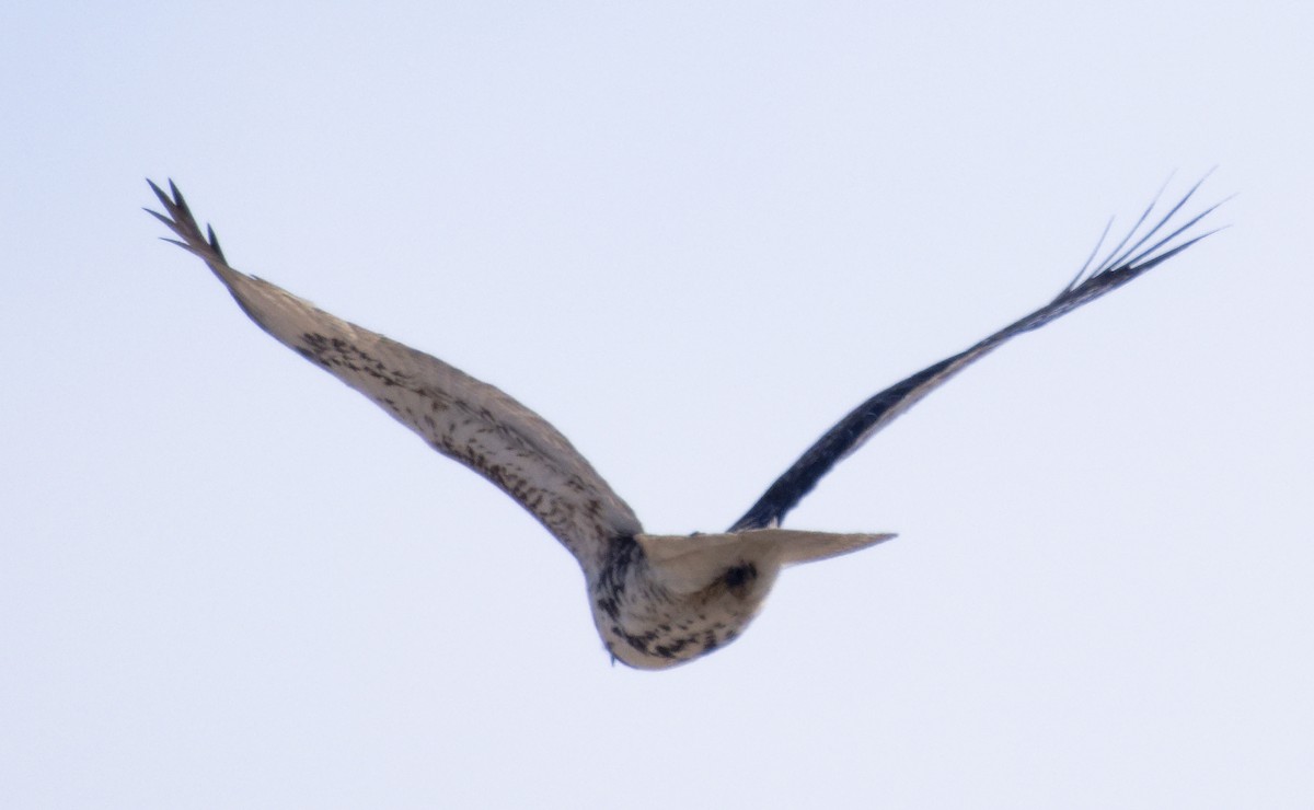 Red-tailed Hawk (borealis) - ML646603843