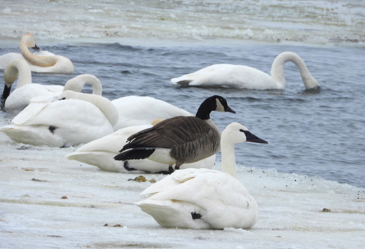 Canada Goose - ML646603844