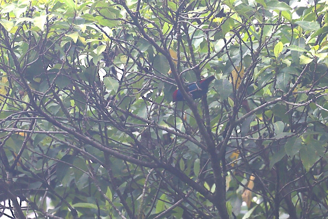 Diamante Verdiazul (Vanuatu) - ML646603846