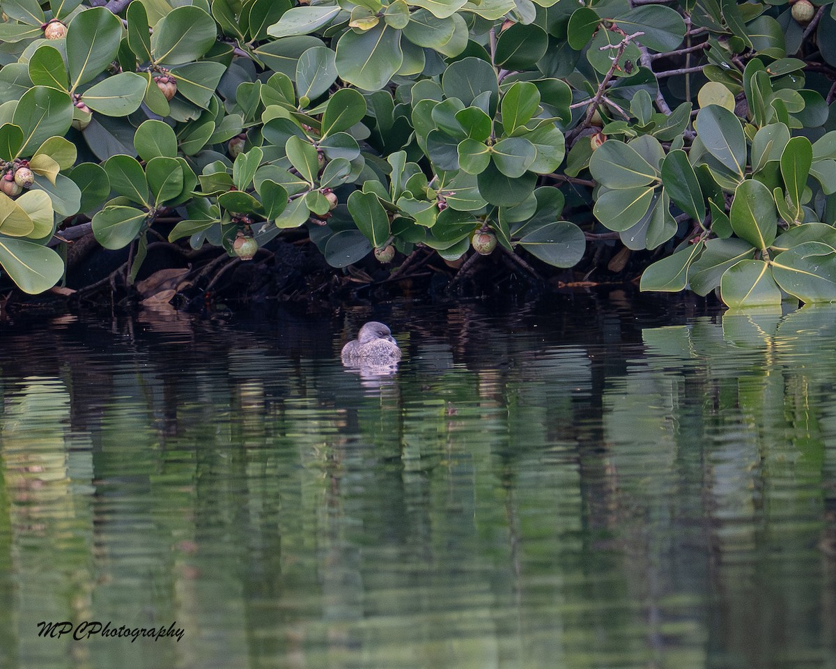 potápka americká - ML646603847