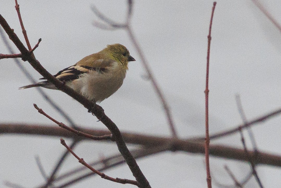 čížek žlutý - ML646603849