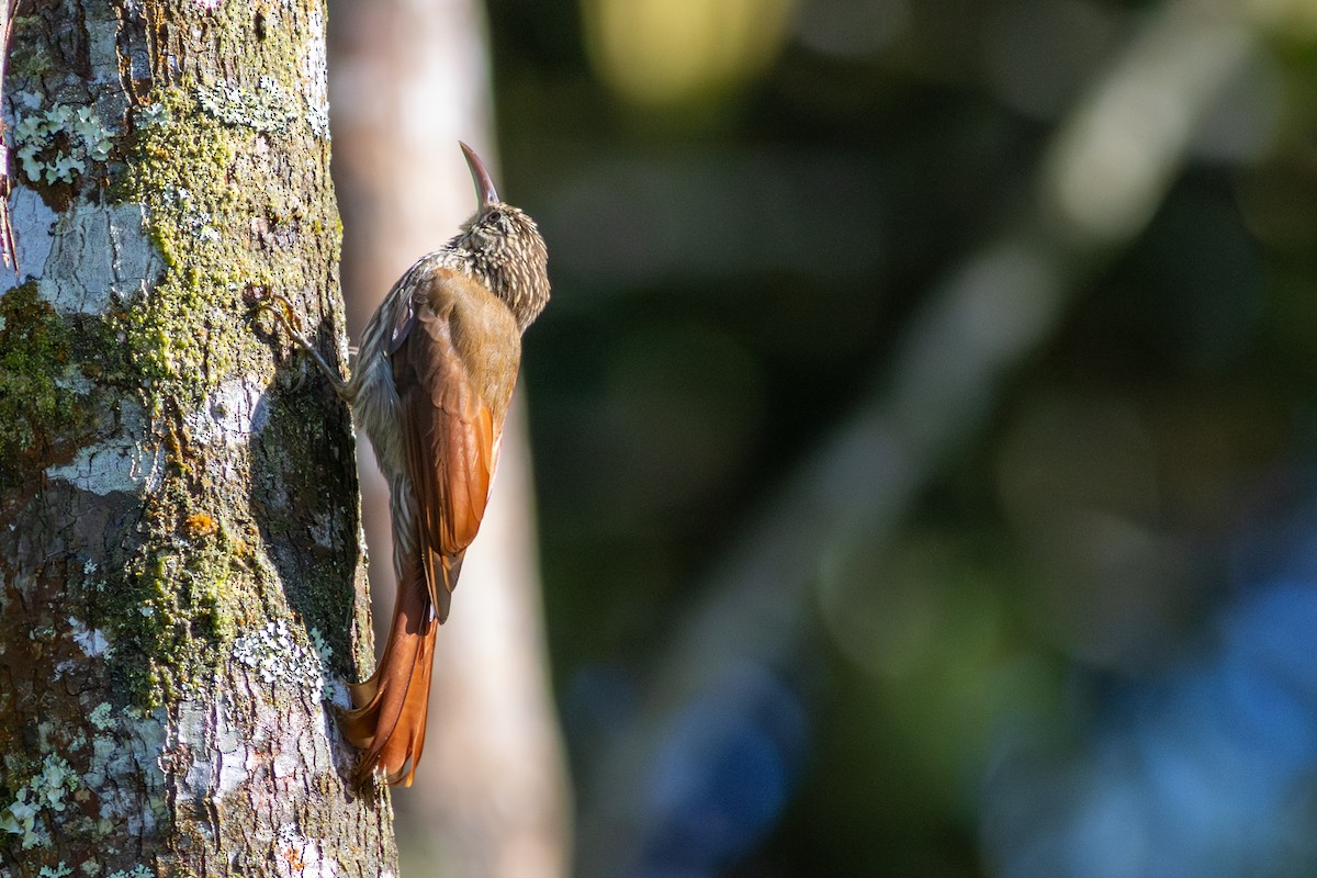 Streak-headed Woodcreeper - ML646603851