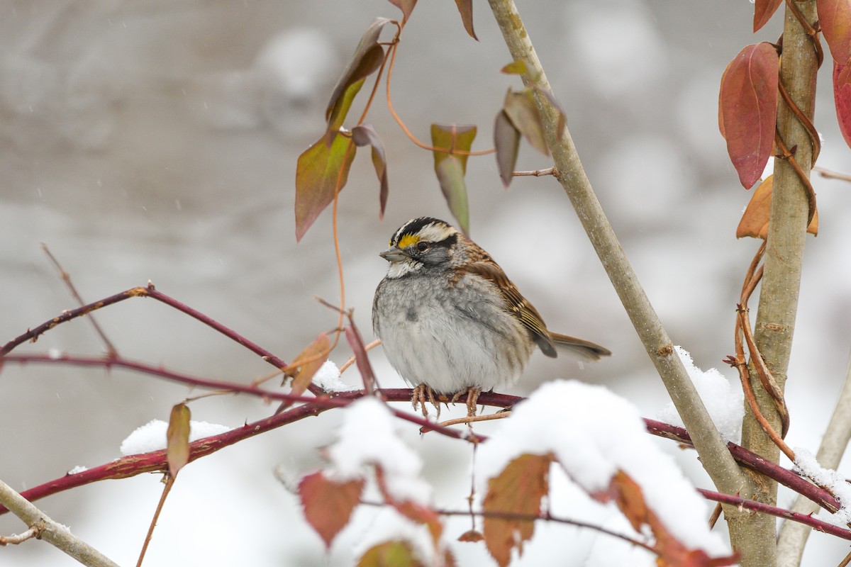 White-throated Sparrow - ML646603852