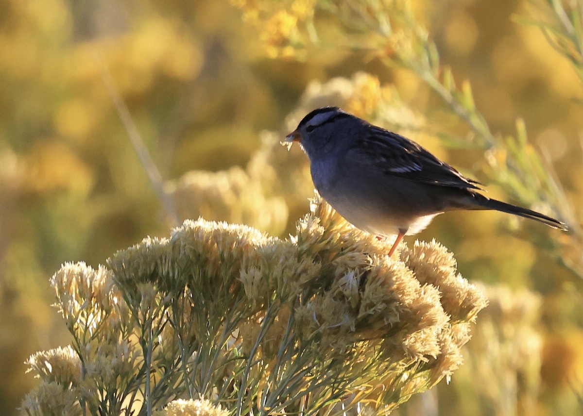 White-crowned Sparrow - ML646603853