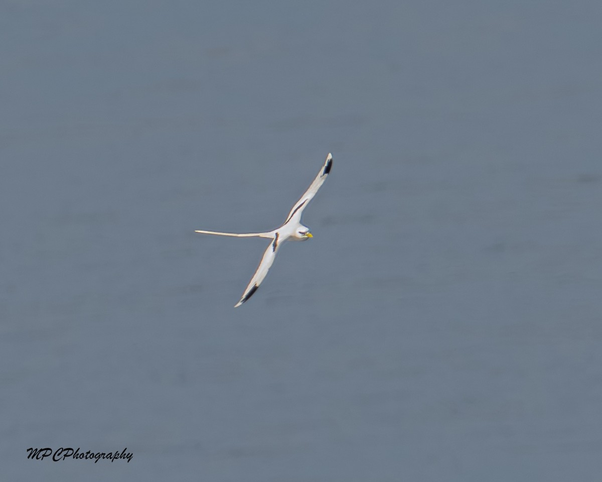 faeton pruhokřídlý - ML646603854