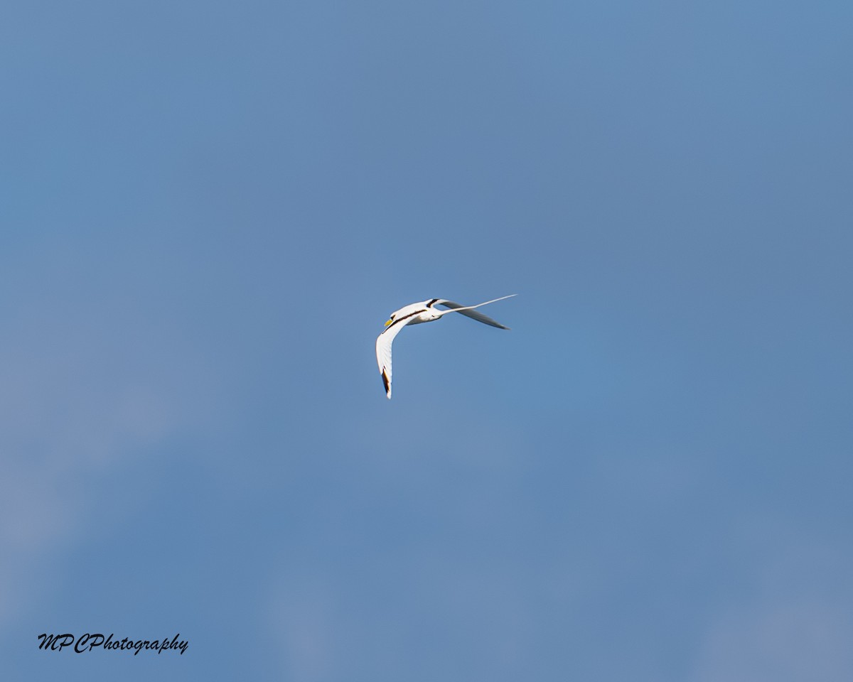 faeton pruhokřídlý - ML646603855