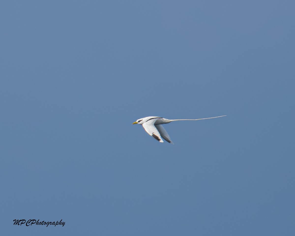 faeton pruhokřídlý - ML646603856