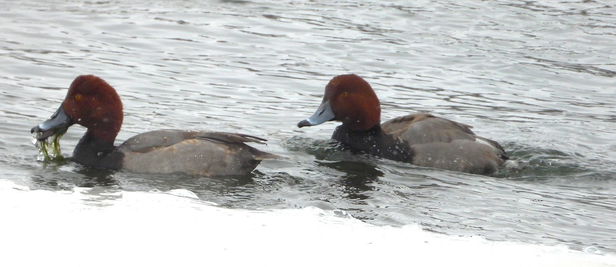 Redhead - ML646603860
