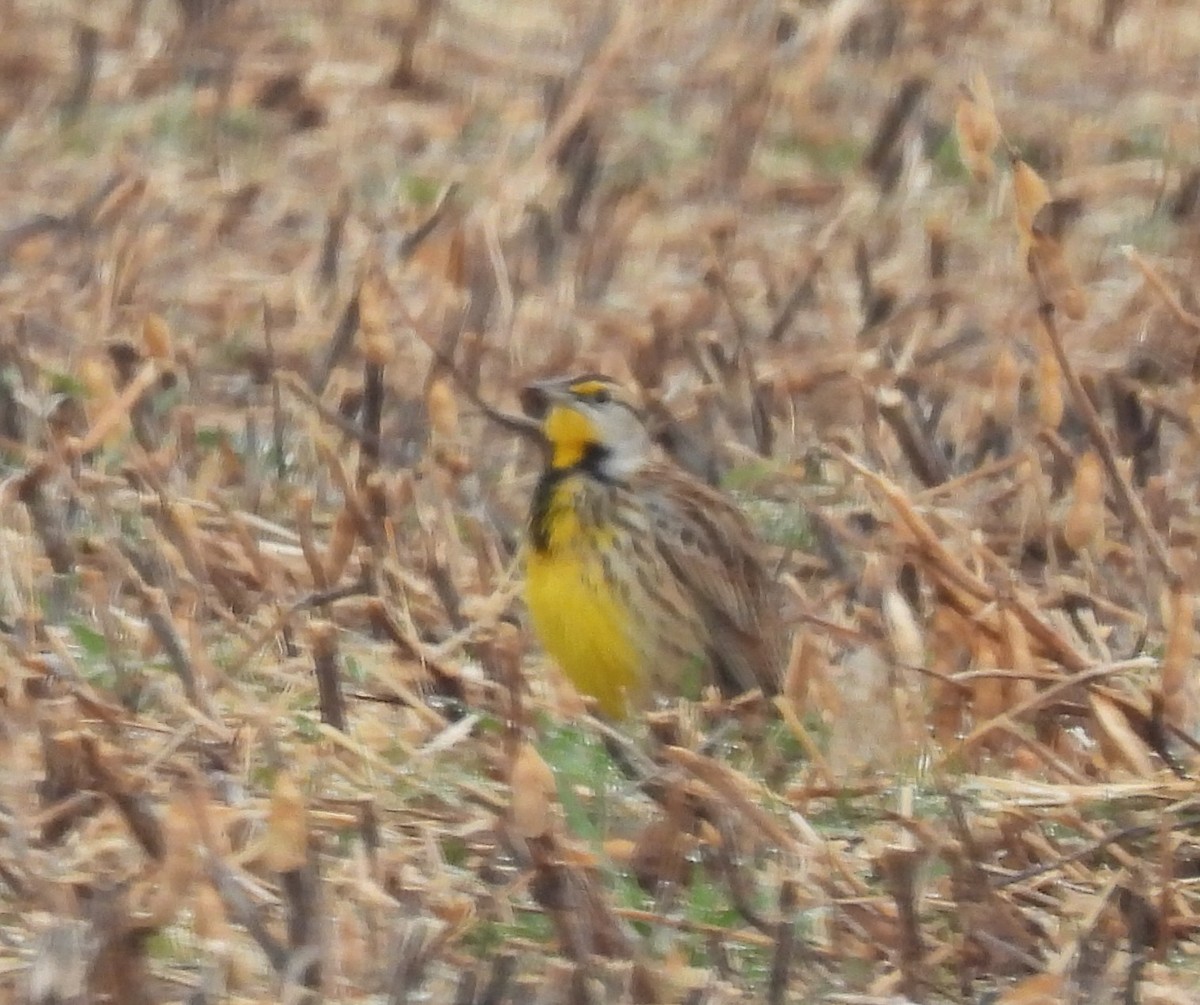Eastern Meadowlark - ML646603862