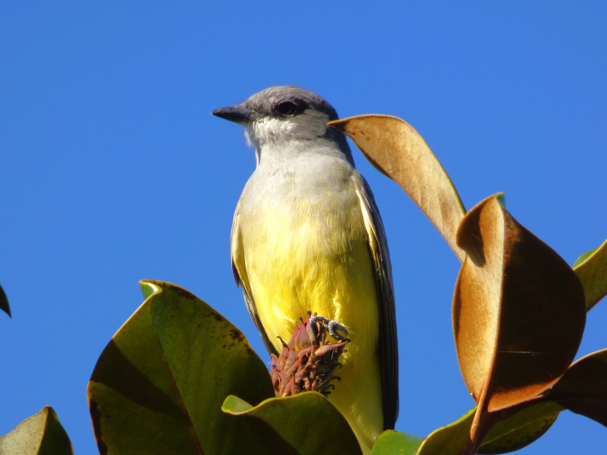 Tyran de Cassin - ML646603865