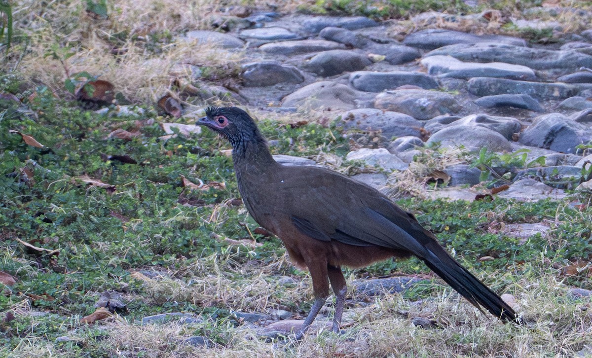 Rufous-bellied Chachalaca - ML646603868