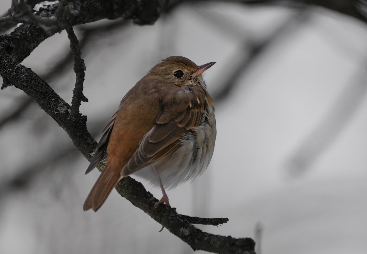 Einsiedler-Musendrossel - ML646603869