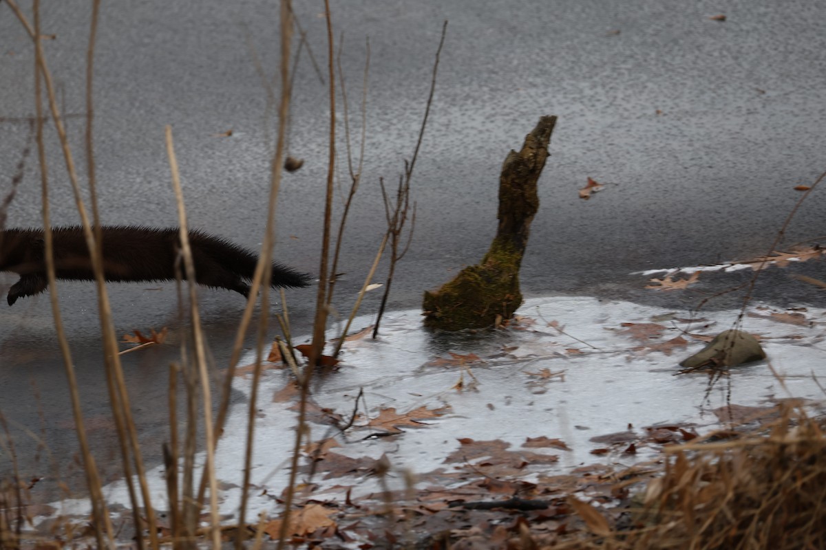American Mink - ML646603875