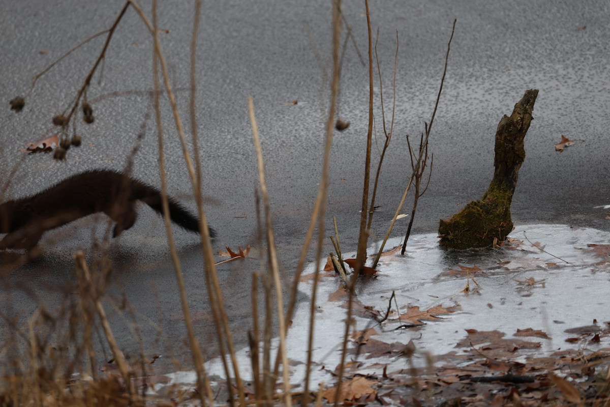 American Mink - ML646603876