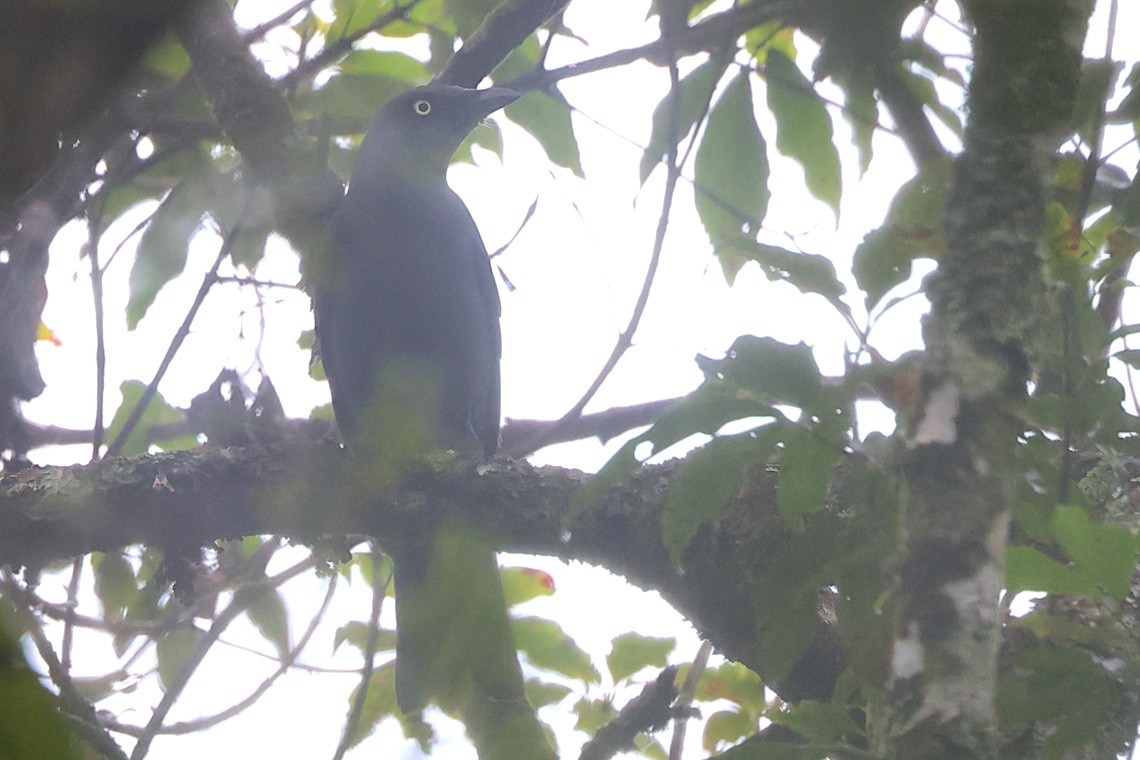 Oruguero de Melanesia - ML646603877