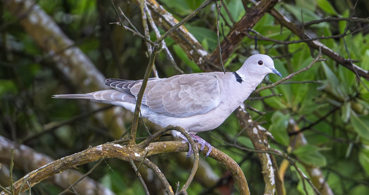 灰斑鳩 - ML646603878