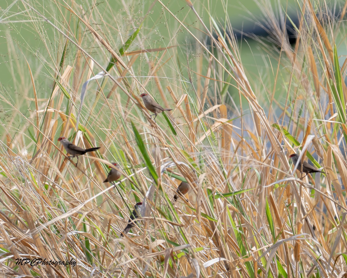 astrild vlnkovaný - ML646603879