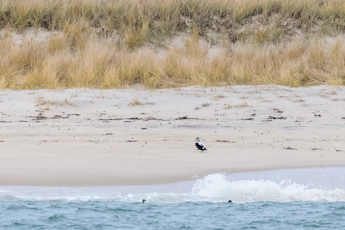 kajka mořská - ML646603880