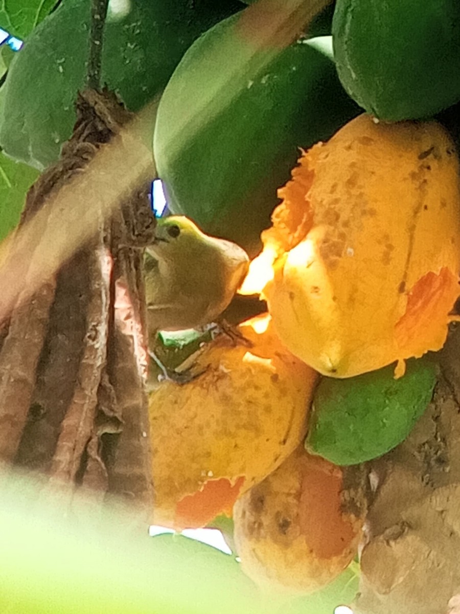 Palm Tanager - ML646603881