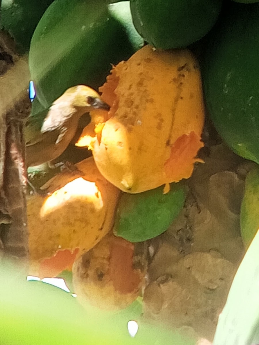 Palm Tanager - ML646603882