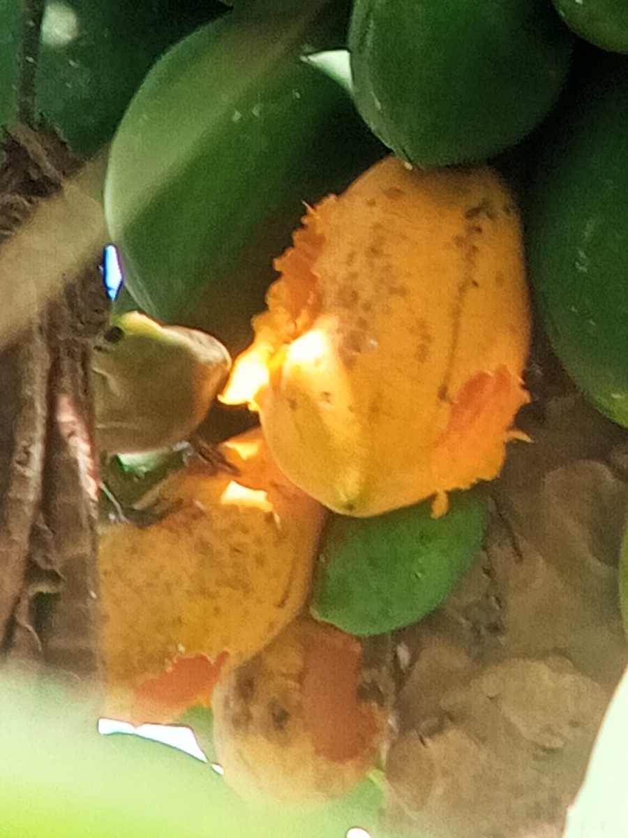 Palm Tanager - ML646603883