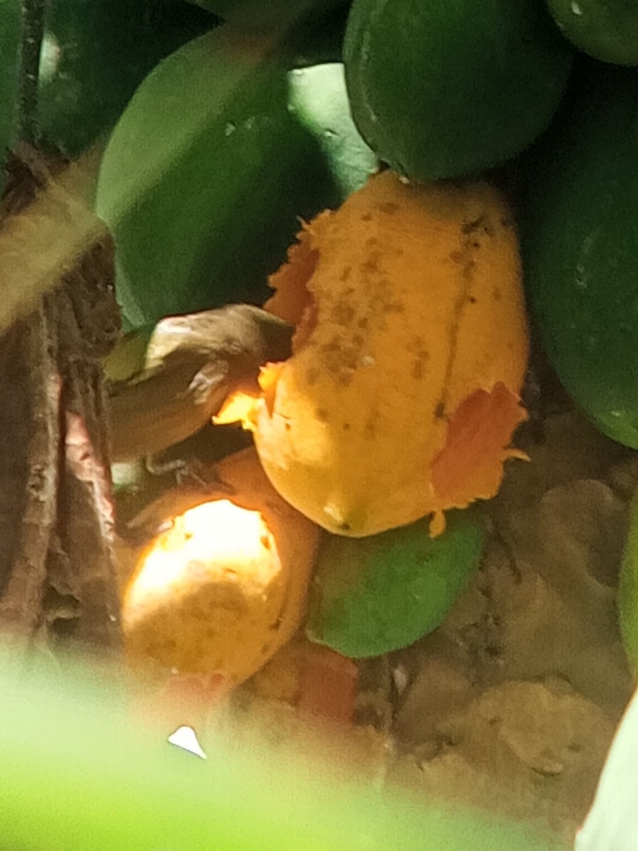 Palm Tanager - ML646603884