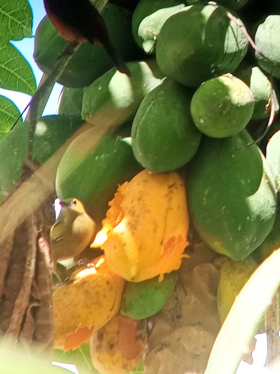 Palm Tanager - ML646603885