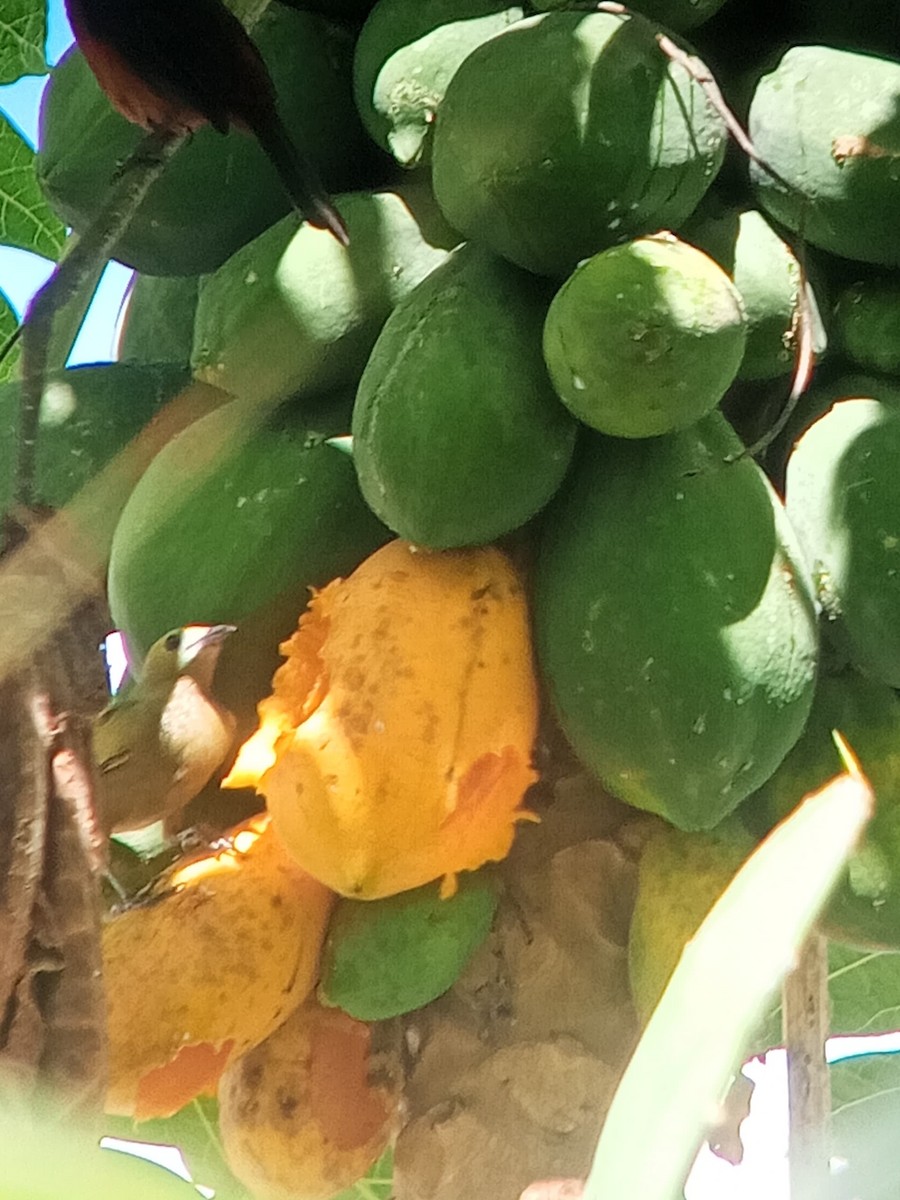 Palm Tanager - ML646603886