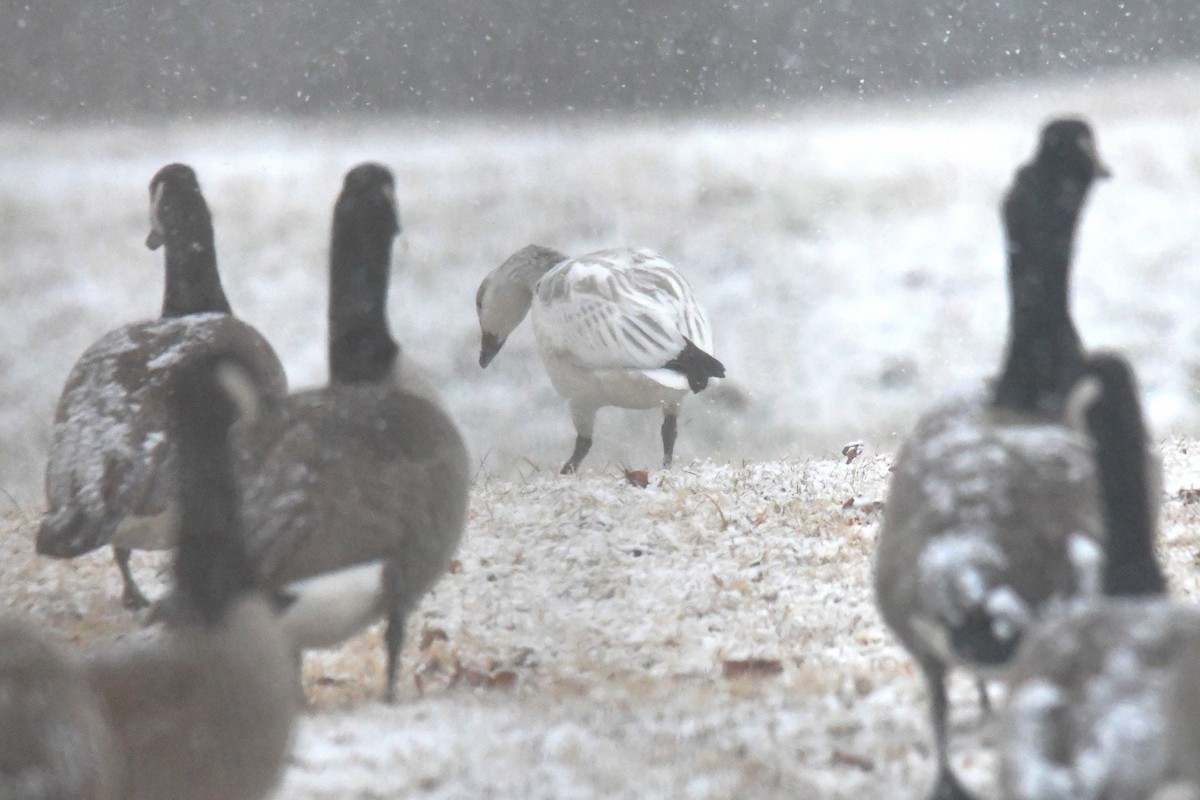 Elur-antzara - ML646603887