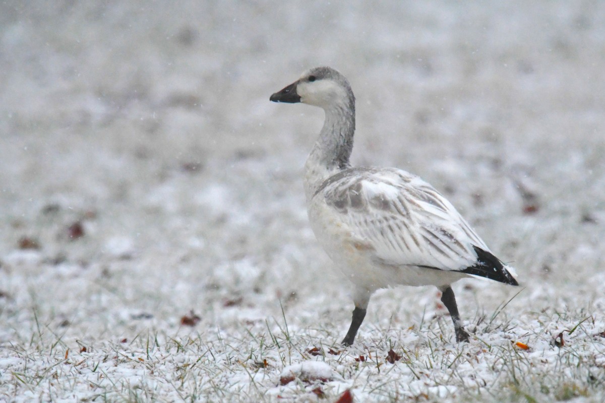 Elur-antzara - ML646603888