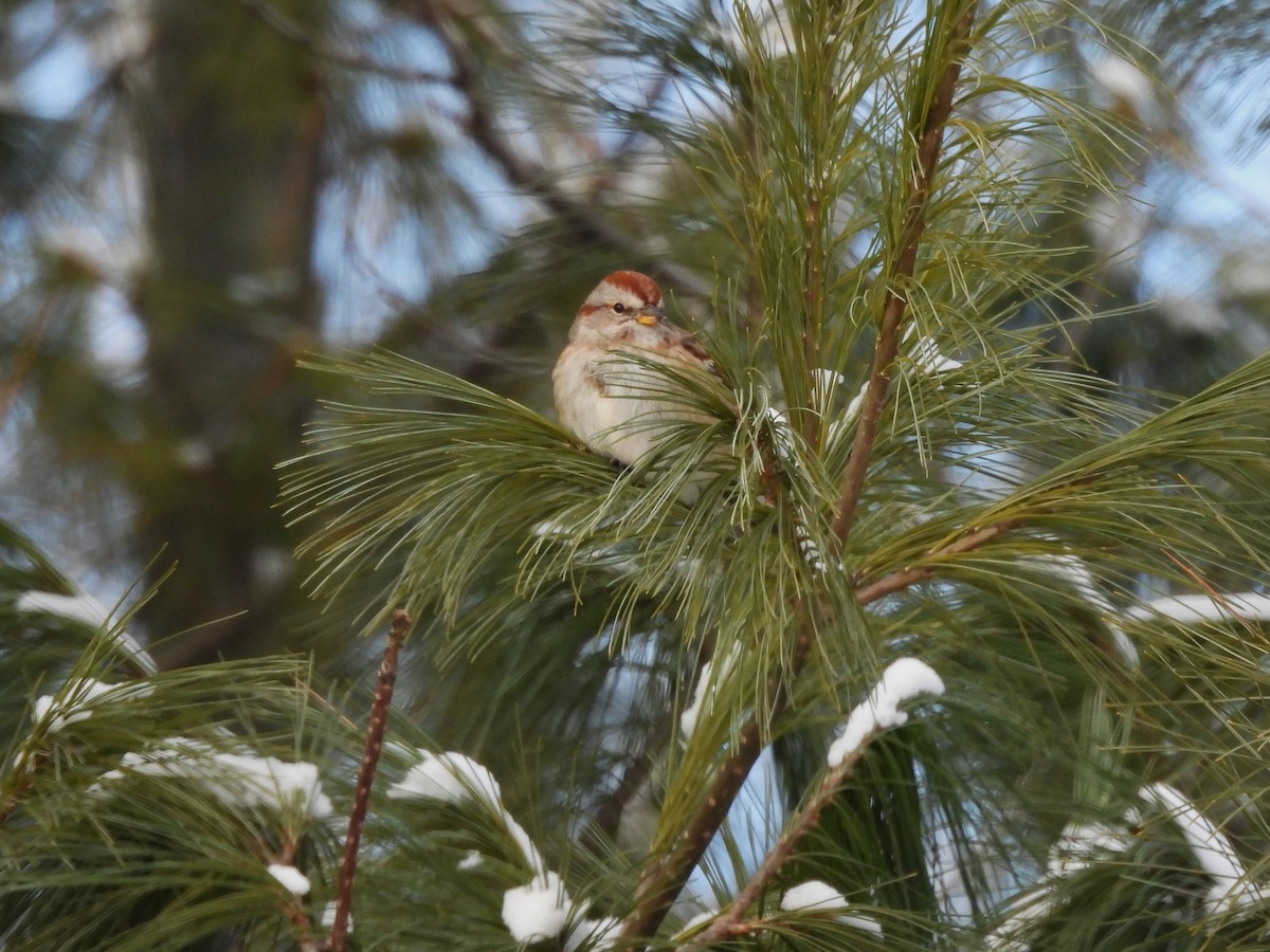 Пасовник північний - ML646603890
