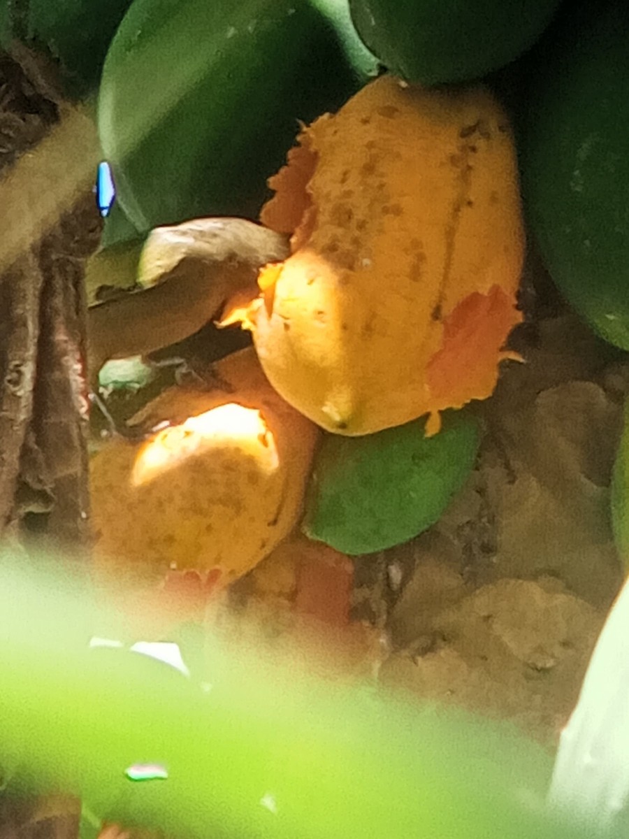 Palm Tanager - ML646603891